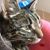 Malissa Biros Lima's profile image