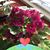 Beverly Childs-Muhlbaier's profile image