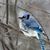 Michele Roberge's profile image