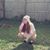 Kaley Brunelle's profile image