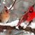Judy Flesner's profile image