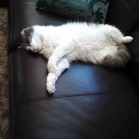 Carol Hicks's profile image