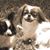 Rebecca Sanders Mangum's profile image