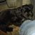 Louis Ghislain Levesque's profile image