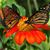 Lillian Dawkins's profile image