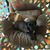 Diana Anguiano's profile image