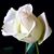 Ann Flick's profile image