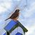 Carolyn Shaddick's profile image