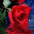 Celeste Bayles's profile image
