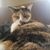 Tammi Miller's profile image