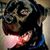 John Jumbo Forneris's profile image