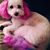 Sue Garrett's profile image