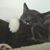 Merinda Stephenson's profile image