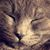 Karen Brown's profile image