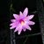 Nancy Thane's profile image
