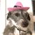 Charlie Nickels's profile image