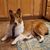 Joe Ferraro's profile image