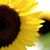 Joanne Frick Moore's profile image
