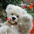 Lynette Bear's profile image