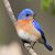 Sue Pelletier's profile image