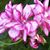 Carol Perona's profile image