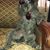 Joji Siller's profile image