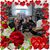 Cathy Boom Cox's profile image
