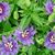 Betty Griffis's profile image