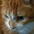 Lisa Kushner Baide's profile image