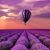 Tracey McKey Hutchinson's profile image