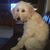 Ginger Burkhead Levine's profile image