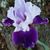 Dorothy Musgrove's profile image