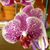 Roberta Gintz's profile image