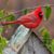 Barbara Huebner Brownfield's profile image