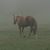Robin Vose McGrath's profile image