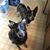 Kellie Voisine's profile image