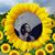 Kat d'Acre's profile image