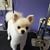 Pampered Pets Grooming Salon's profile image