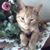 Glenna Coon Brozak's profile image