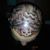 Paige Quesada's profile image