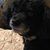 Patricia McCrary Sheffield's profile image
