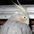 Diane Rice's profile image