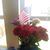 Tracy Lanio Boyd's profile image