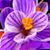 Hương Cattleya's profile image