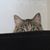 Karen Urwin's profile image