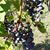 Janice Tuttle Weatherbee's profile image