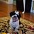 Claudia Lossani Honeyman's profile image