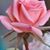 Beth Ann Brendlinger's profile image