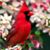 Lorraine Allen Guidotti's profile image