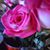 Missy Anderson Quarberg's profile image